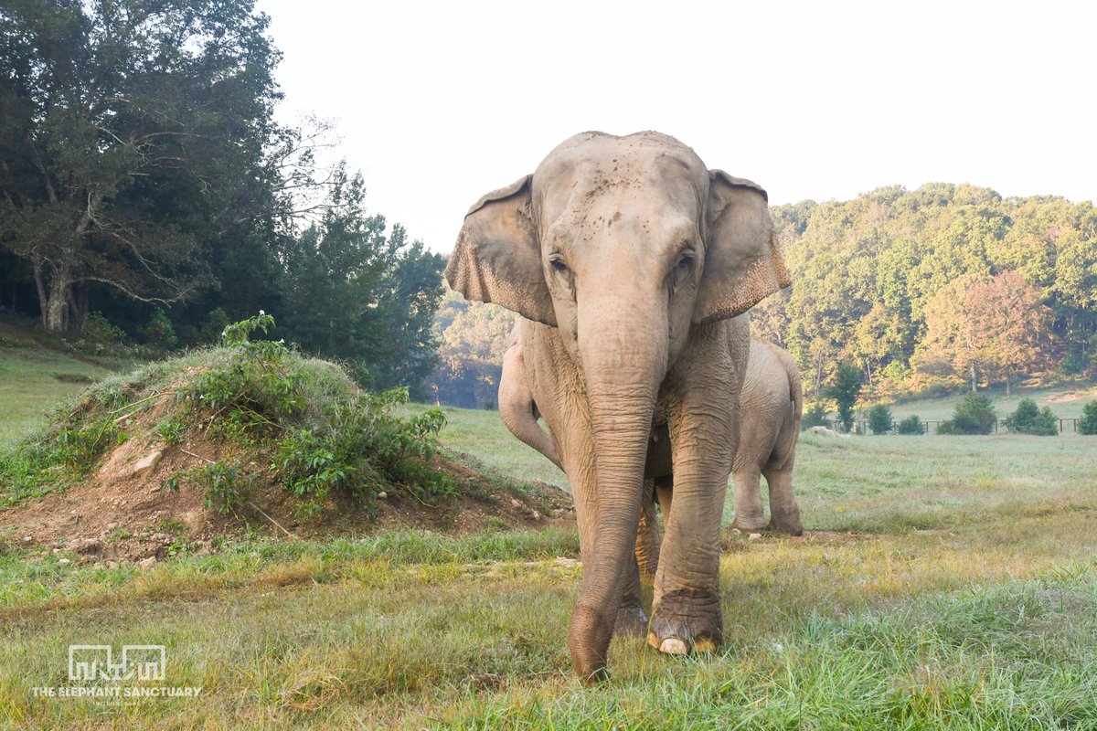 The Elephant Sanctuary tweet media