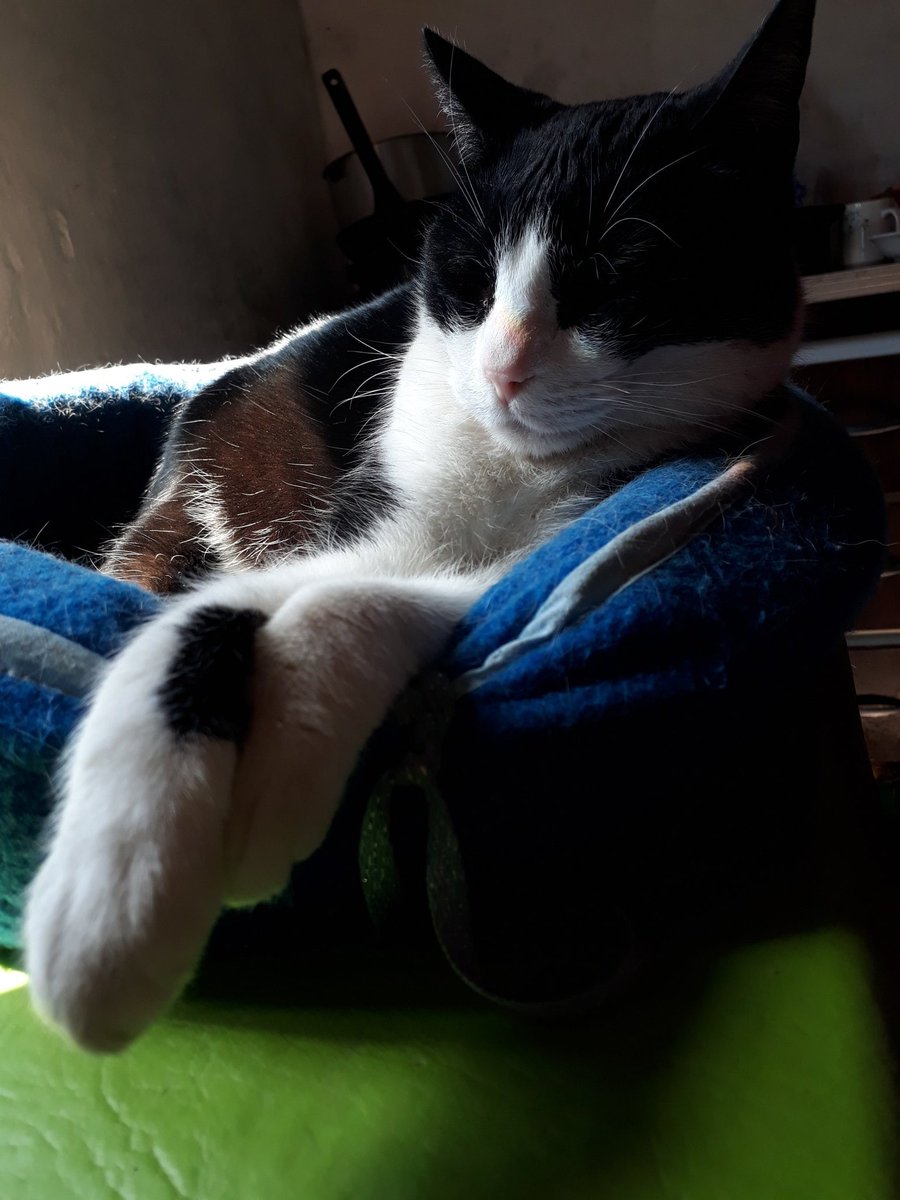 AngusEric's tweet image. Mi gata es la más hermosa tengo pruebas y no tengo dudas