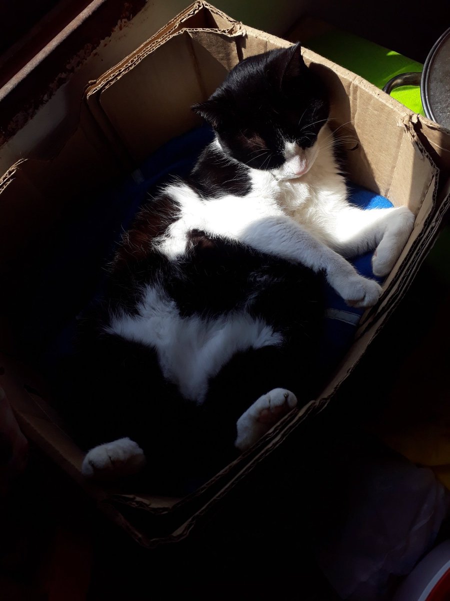 AngusEric's tweet image. Mi gata es la más hermosa tengo pruebas y no tengo dudas