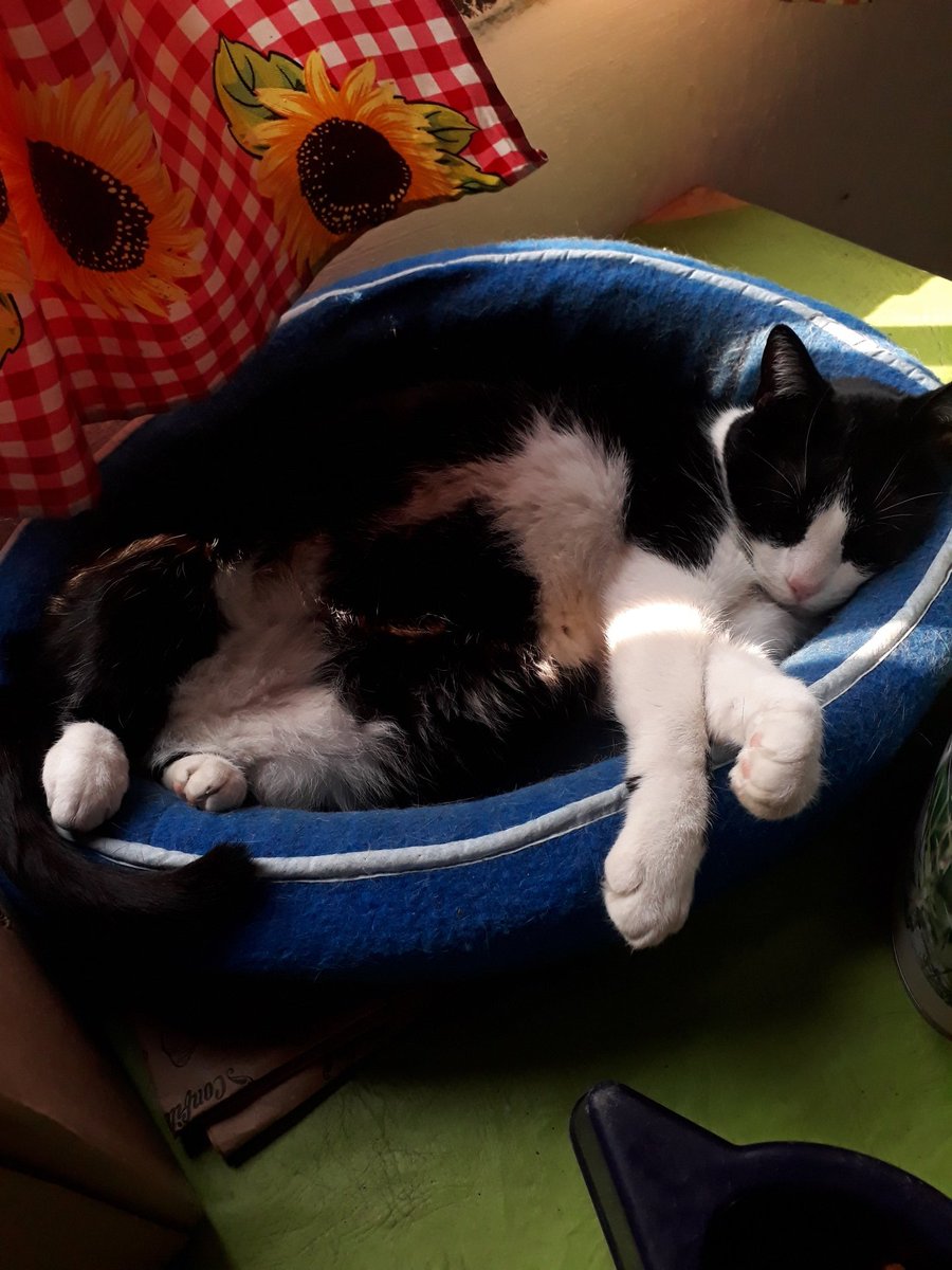 AngusEric's tweet image. Mi gata es la más hermosa tengo pruebas y no tengo dudas