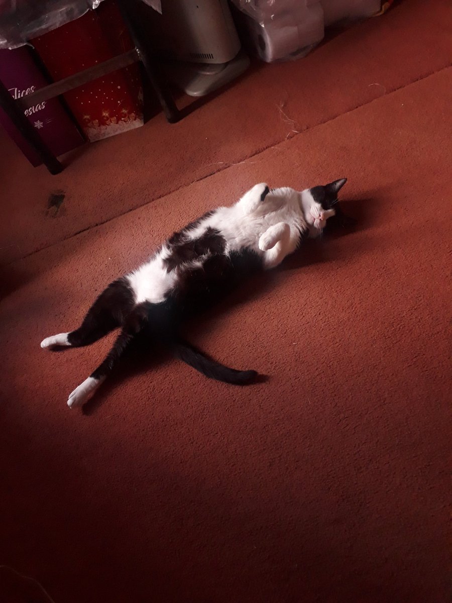 AngusEric's tweet image. Mi gata es la más hermosa tengo pruebas y no tengo dudas