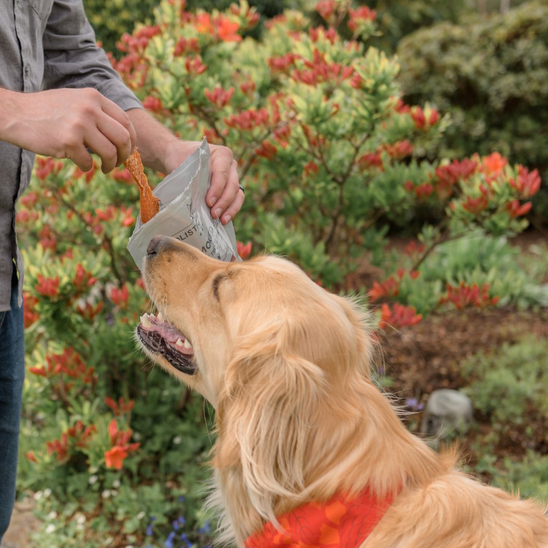 Treat your dog to Holistic Hound’s Slow-Smoked Chicken Jerky. No artificial flavors, colors, or chemicals...just the good stuff!