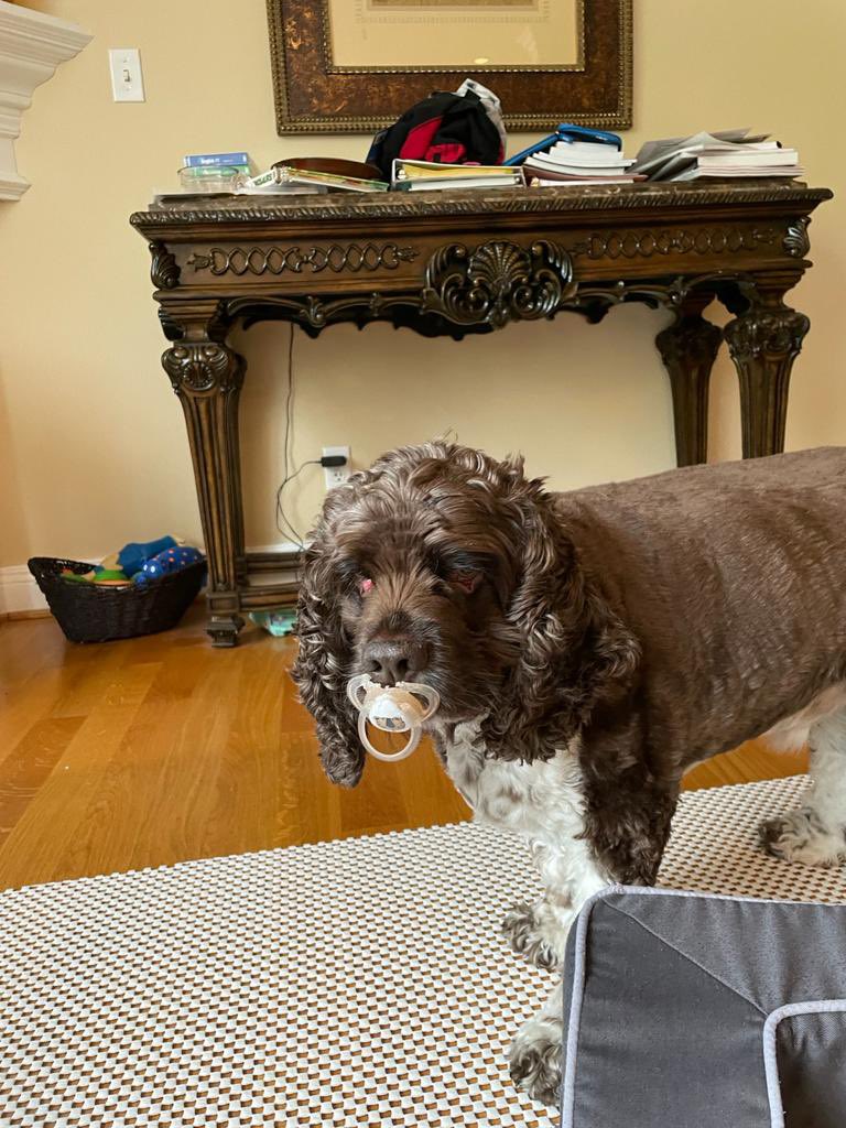 247razz's tweet image. My sister and niece couldn’t find the babies pacifier. Doggie Cooper had it haha. And ran from them. It’s his now