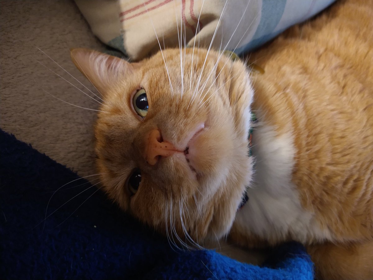 InInterAcies's tweet photo. What's ya doing mom? #CatsOfTwitter https://t.co/PVaVTtQoFW