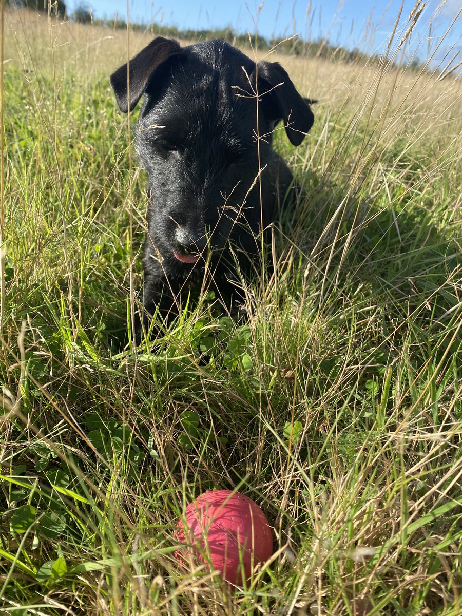 Beautiful day for walkies 🧡🖤