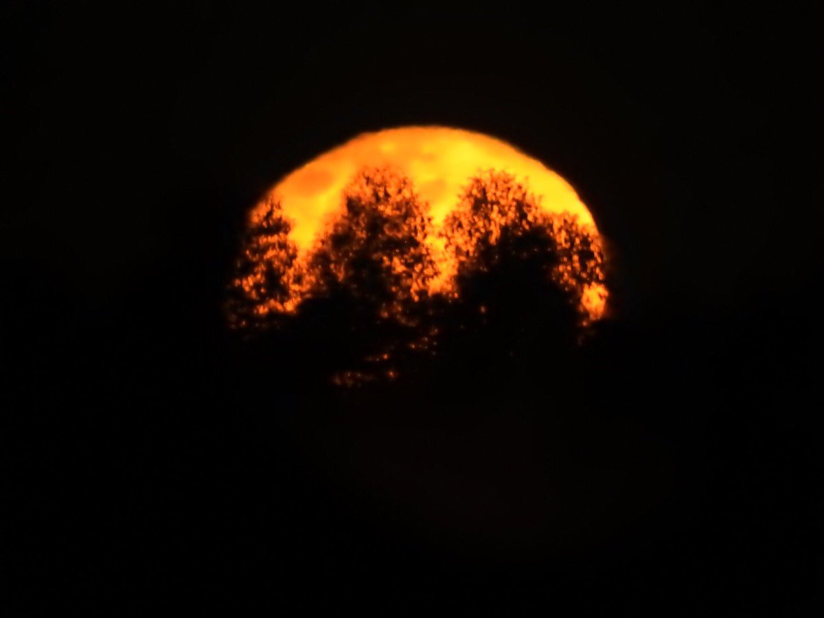 CharlesDVM's tweet photo. Lindas tomas de la salida de la #Luna 🌝 en el campo mientras esperamos por una ovulación para inseminar #veterinario #dvm #yeguas #reproduccionequina https://t.co/rTwPfhfYVb