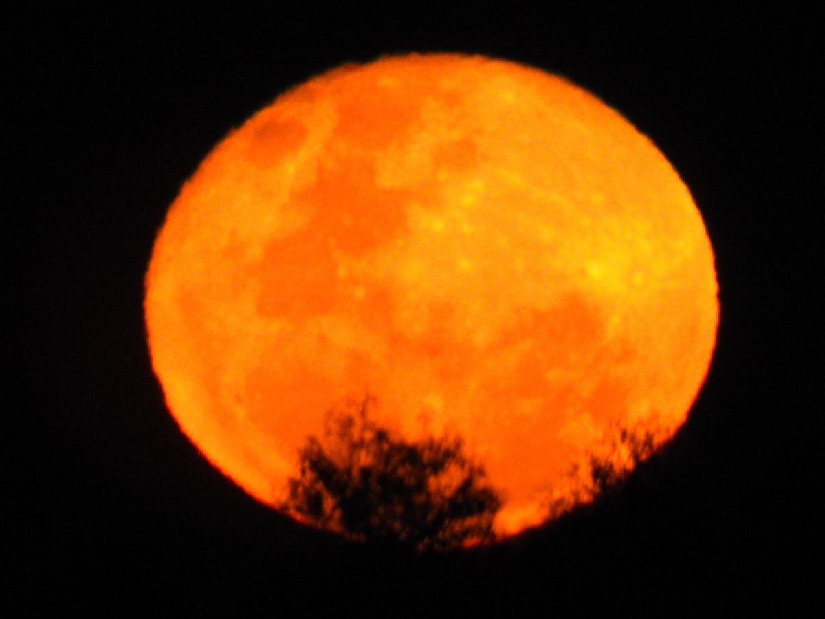 CharlesDVM's tweet photo. Lindas tomas de la salida de la #Luna 🌝 en el campo mientras esperamos por una ovulación para inseminar #veterinario #dvm #yeguas #reproduccionequina https://t.co/rTwPfhfYVb