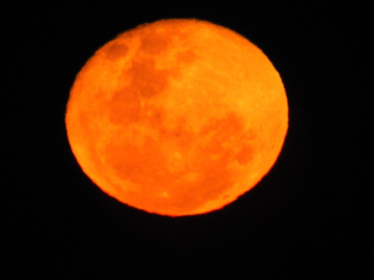 CharlesDVM's tweet photo. Lindas tomas de la salida de la #Luna 🌝 en el campo mientras esperamos por una ovulación para inseminar #veterinario #dvm #yeguas #reproduccionequina https://t.co/rTwPfhfYVb