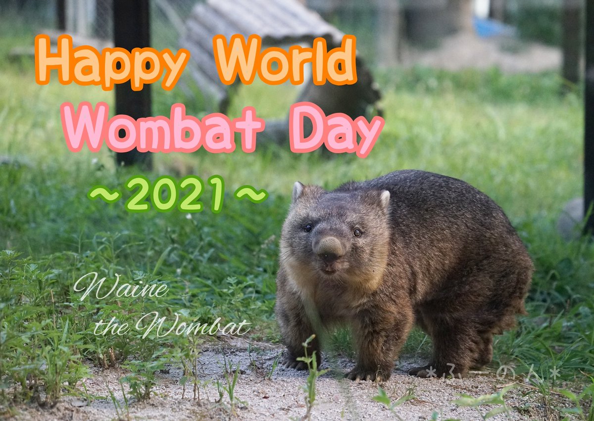 世界中のウォンバットが元気に、心穏やかに過ごせますように✨
#ウォンバット #wombat #五月山動物園 #SatsukiyamaZoo #ワイン #Waine #WorldWombatDay #WombatDay