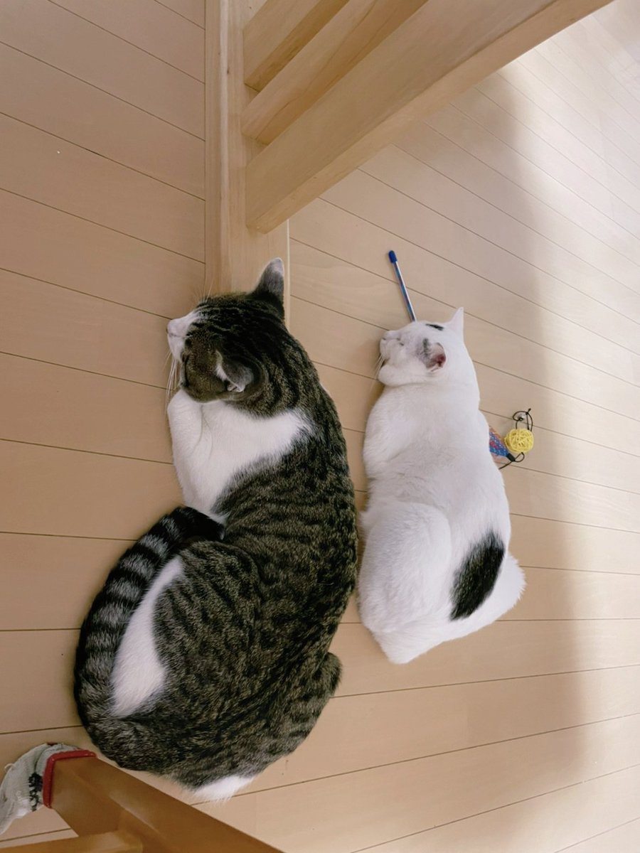 遊び疲れて寝るシンクロ兄弟猫ちゃん