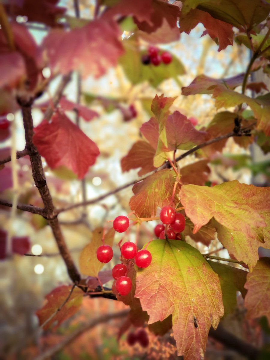 Ohsaraschmitt's tweet image. Holy crap, it's cold!!! Brrrrr!!!
But, it's also very pretty. 
#Minnesota #MNFall