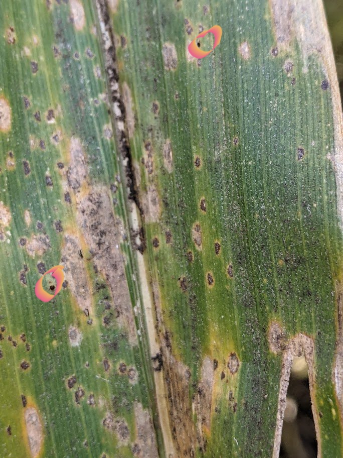 Gazala Ameen👩🏻‍🔬👉🏽🦸🏻‍♀️ tweet media