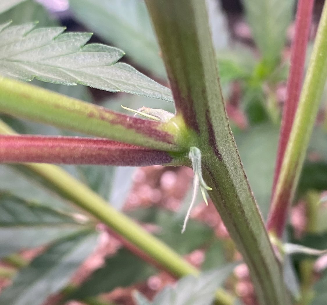 EmeraldZoo's tweet photo. From babies to teens just like that. Their proud of themselves and show off their sexuality proudly. Rock on ladies your impressive so far. Nothing but PH’d water going in. Gardening #ZooStyle it’s not magic. Patience, nature and nurture. Chemical free. Just clean, organic meds. https://t.co/7tIsNM464M