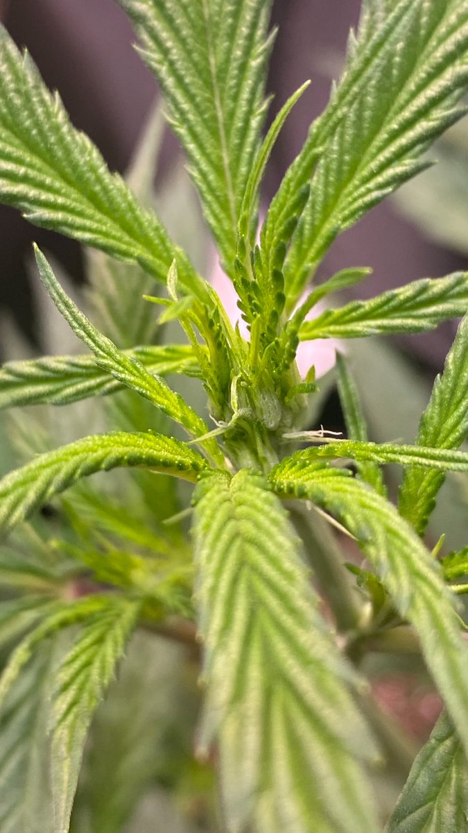 EmeraldZoo's tweet photo. From babies to teens just like that. Their proud of themselves and show off their sexuality proudly. Rock on ladies your impressive so far. Nothing but PH’d water going in. Gardening #ZooStyle it’s not magic. Patience, nature and nurture. Chemical free. Just clean, organic meds. https://t.co/7tIsNM464M