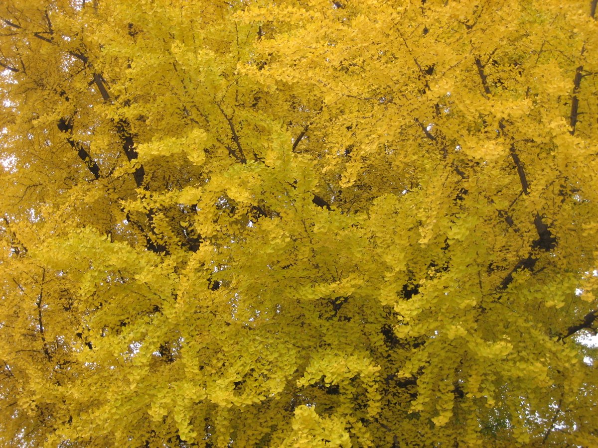 🦕🦖GINKGO🌿🍂
“The ginkgo tree is from the era of dinosaurs, but while the dinosaur has been extinguished, the modern ginkgo has not changed. After the atomic bomb in Hiroshima, the ginkgo was the first tree that came up. It’s amazing.” 

-Nakanishi Kōji (中西香爾 1925-2019).