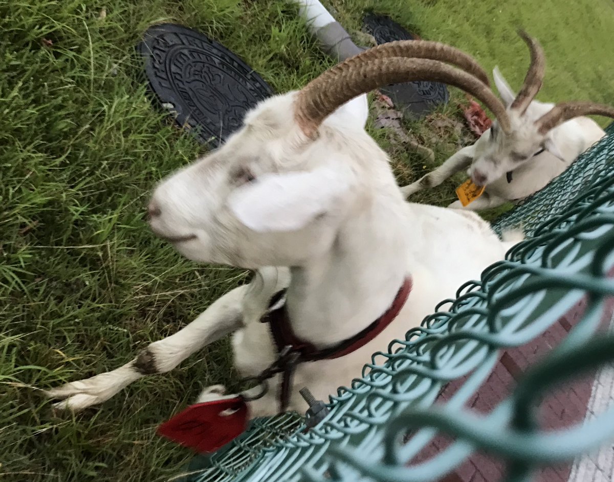 1日100円のレンタルヤギさん 寂しがるので２頭以上から が人気らしい 実際に飼ってた人の体験談とか Togetter