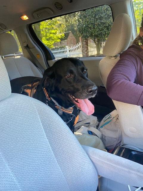 BrooklineLabs's tweet photo. #RESCUERIDE - Pls welcome 3yo Frankie to Brookline foster care. This sweet, friendly goofball has some hair loss on his tail & chest, which might be stress related. Frankie was very bonded with his owner who recently passed away suddenly.
#AdoptableLabs #fosteringsaveslives https://t.co/nofs8IDCMZ