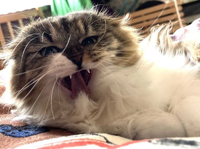 今日のネッコ表情豊かすぎない? 