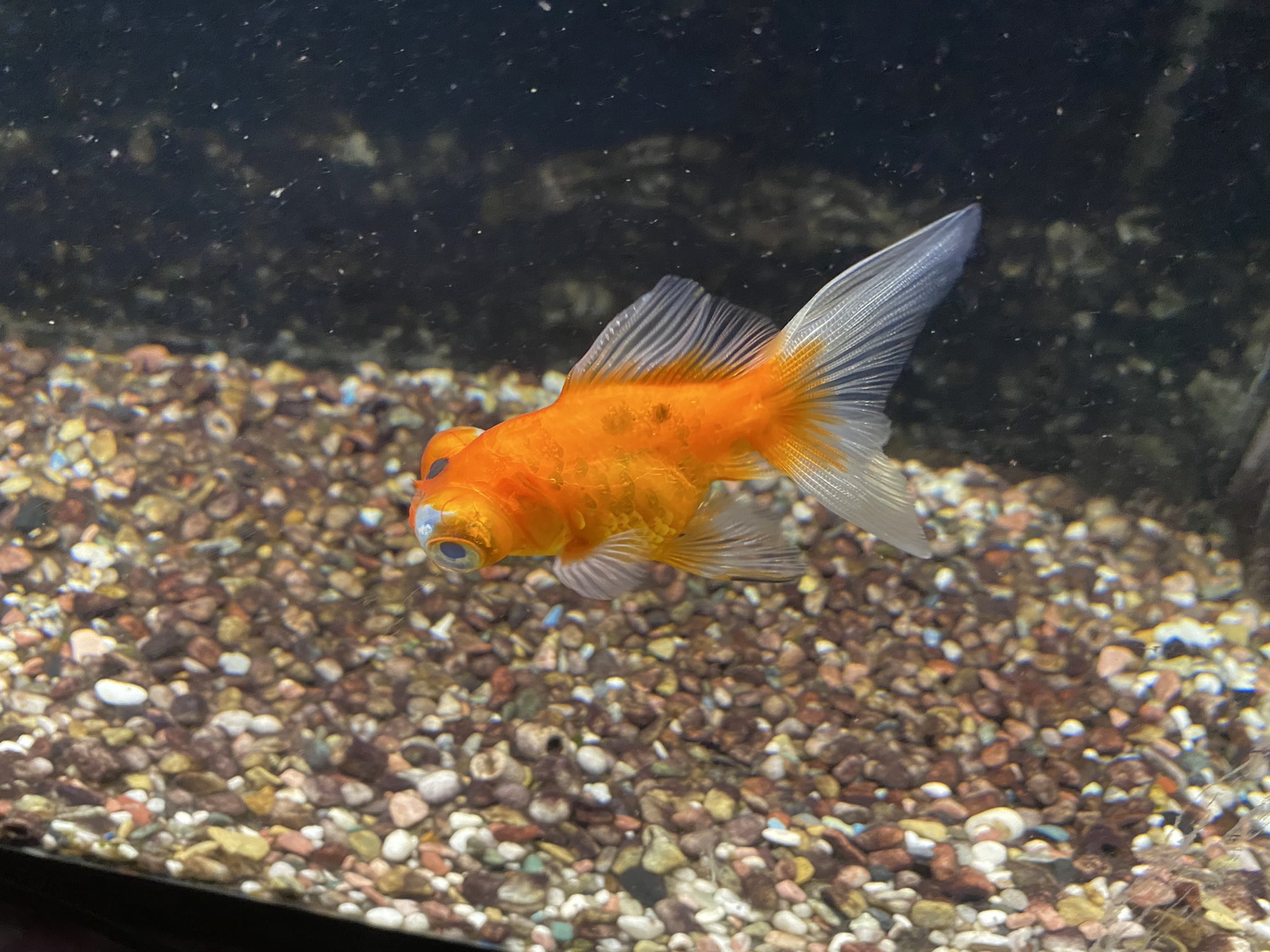 せいじ ハッピーアクト 金魚マイスター 改めて やっぱ愛情持って育てないと 金魚も元気にならん この子らもちゃんとわかってるねんなぁ 声かけながら餌やるようにしたら 以前よりみるみる元気に 仕事の忙しさにかまけて ほったらかしになって
