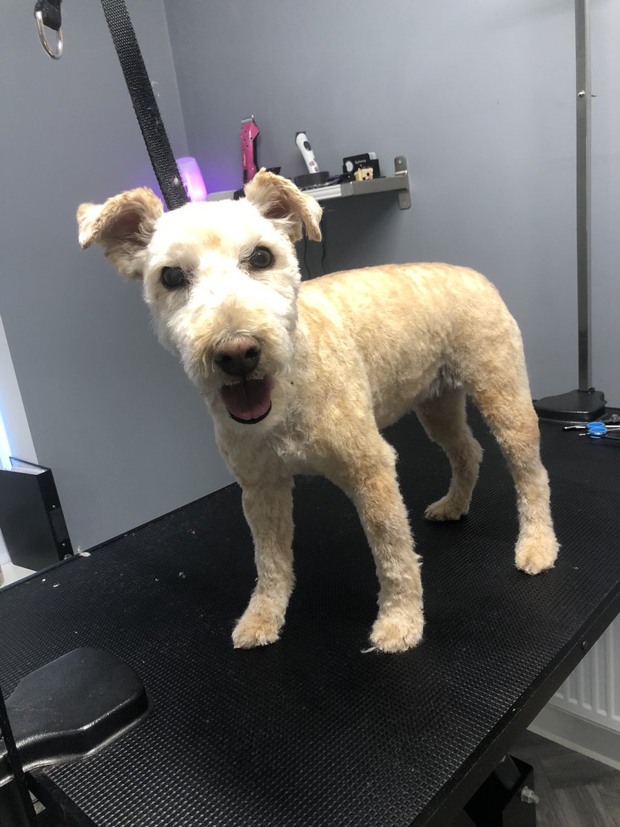 GeorginaW27's tweet photo. Sandra such a lovely old lady ππ #doggroomer #doggrooming #groomerslife #doggroomersofinstagram
#doggroomersoftwitter
#homebasedsalon #smallbusiness #sheffieldissuper #lovechesterfield #derbyshire #southyorkshire #petgroomer #dogsofsheffield #derbyshiredogs #dogs #groomer https://t.co/RV7384PaOc