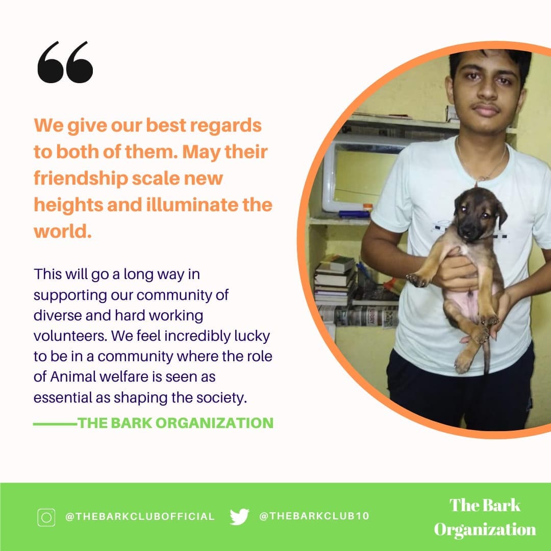 THEBARKCLUB10's tweet photo. #adopted 

Remember Tommy, who got maggots all over his back. He was treated and our volunteer @ishivamgupt_a who fostered him. Tommy has now found a loving home, where he and his hooman will create and cherish memories that will last for eternity.

#1vs♾️
#tommy
#NoMore50 https://t.co/9GYQH5r2WX