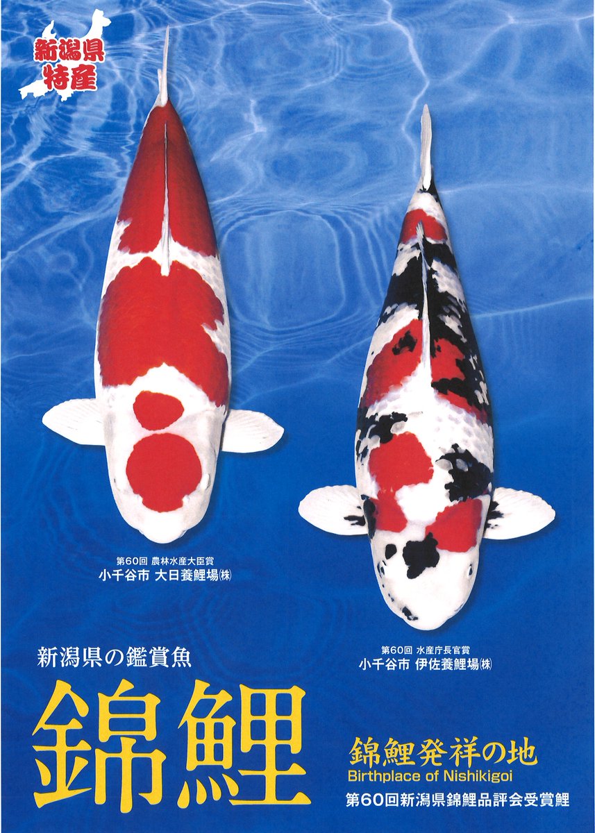 品評会のお知らせ】 第61回新潟県錦鯉品評会が11月6日（土）、7