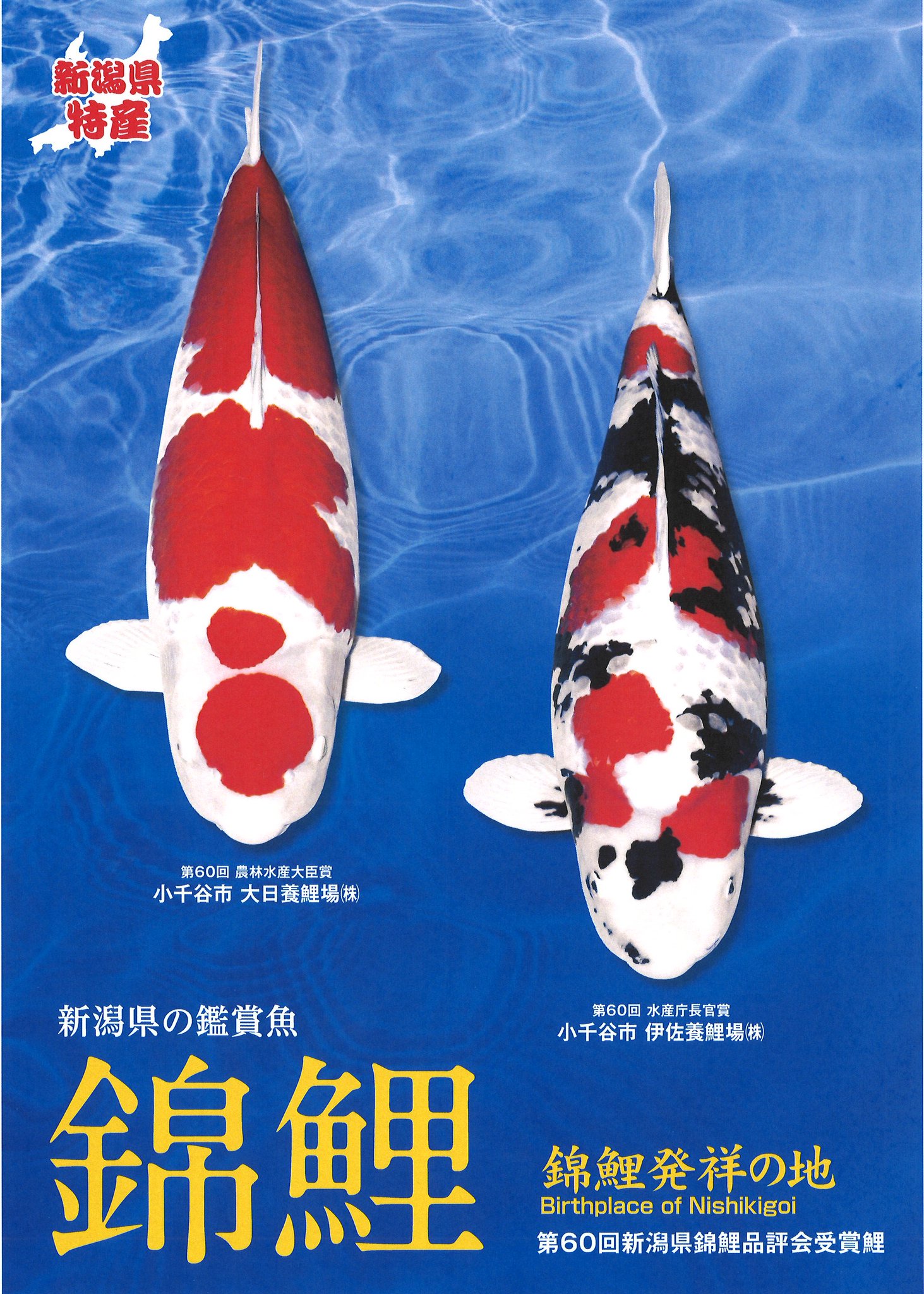 錦鯉夢屋【品評会用！】51㎝位ナイスバディ1211－4，紅白(斉藤養鯉場、山古志産、)22年産　特級品【動画有】 第72回長岡市錦鯉品評会。#️\u20e3nishikigoi#️\u20e3koi