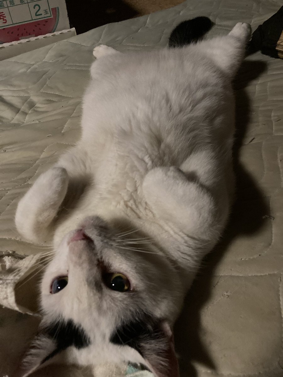 umineko_syouten's tweet photo. 隣の阿部さんが
『なんか猫モフりたいなぁ』
と言っているくらい今日の沖縄は寒い。

猫肌恋しい季節入り。

我家では、じゅげむさんと毎日手をつないで寝ています。 https://t.co/BwvWwm6Dh4