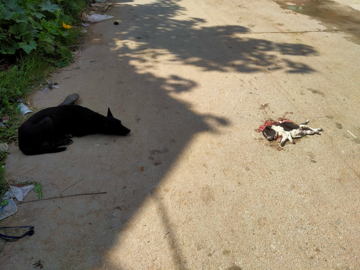 ChitraR09535143's tweet photo. ఉదయాన్నే ఈ దృశ్యాన్ని చూడగానే హృదయం ద్రవించింది ఎందుకు ఇలా చేశారు అని అడిగితే కుక్కే కదా ఇప్పుడు ఏమైంది అని సమాధానం అంటే మనిషికి మాత్రమే విలువ కుక్క ది ప్రాణం కాదా వాహనాలు నడిపే వారు కాస్త చూసి జాగ్రత్తగా నడపండి మనo ఏదైతే ఇస్తాము అదే మనకు తిరిగి వస్తుంది గుర్తుంచుకోండి.. https://t.co/YOlgSoCYn9