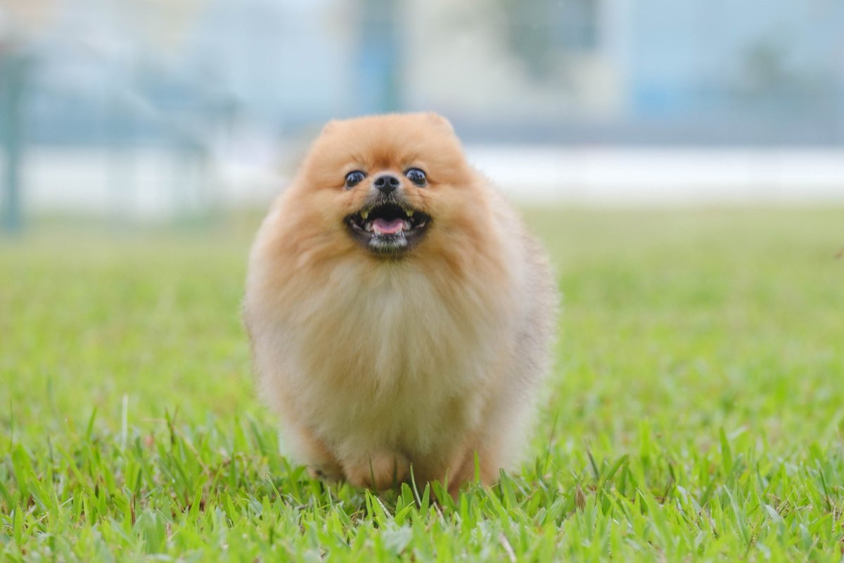 凄く丸い瞬間のぽぽちゃん🏀🏀🏀

#pomeranian #犬 #犬好きさんと繋がりたい  #犬のいる生活 #犬のいる暮らし #xt4 #fujifilmsg #fujifilm