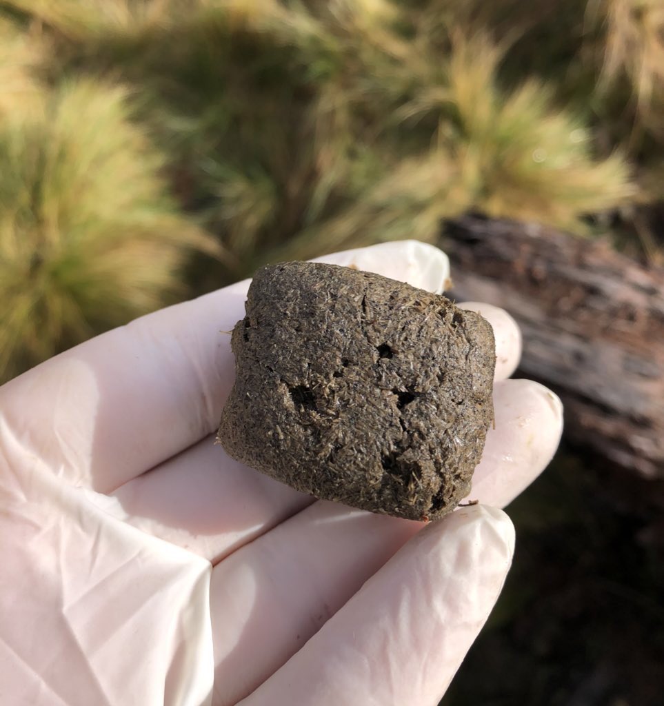 Dust off your bum shields &amp; start pooping cubes because it’s....

WORLD WOMBAT DAY!!!