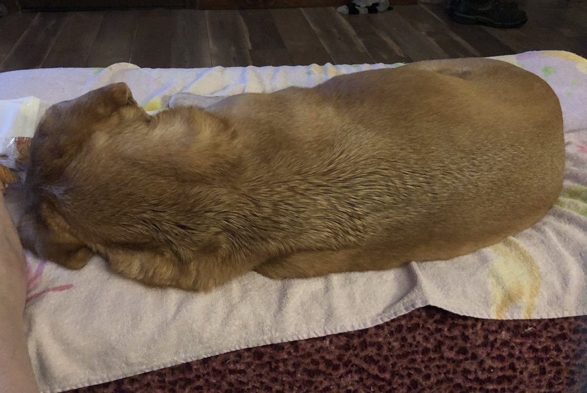 AngHenson's tweet image. I’ve been pulling my “ostrich” the past few days…. Have I mentioned how anxiety sucks? Autumn has been trying to lay with me on the couch ALL night. When I kept telling her “no”, she settled for the ottoman. I need to bathe her again, so no couch! #SupportDog