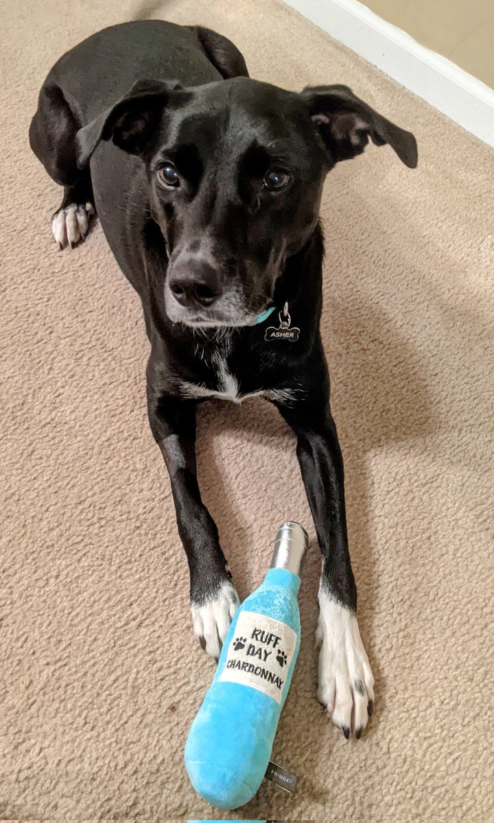 Chrissy_Crute's tweet photo. Love when pup joins me for Thursday wine night #ruffweek https://t.co/mxiK7SnEJK