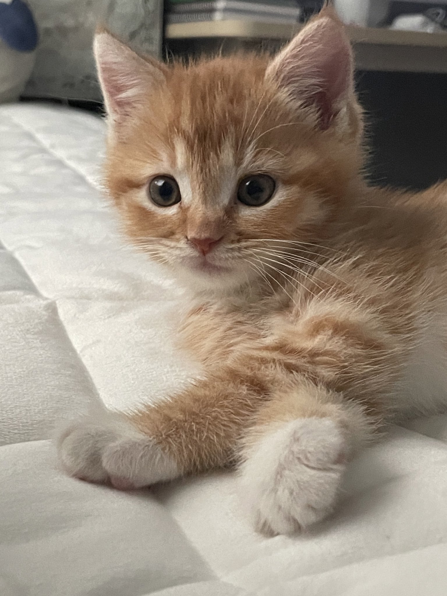 동글동글이ᰔᩚ on Twitter: "이 고양이 얼마나 멋진 잠을 잤길래 얼굴이 부어있는 것이야  https://t.co/rj15bRdUYx" / Twitter