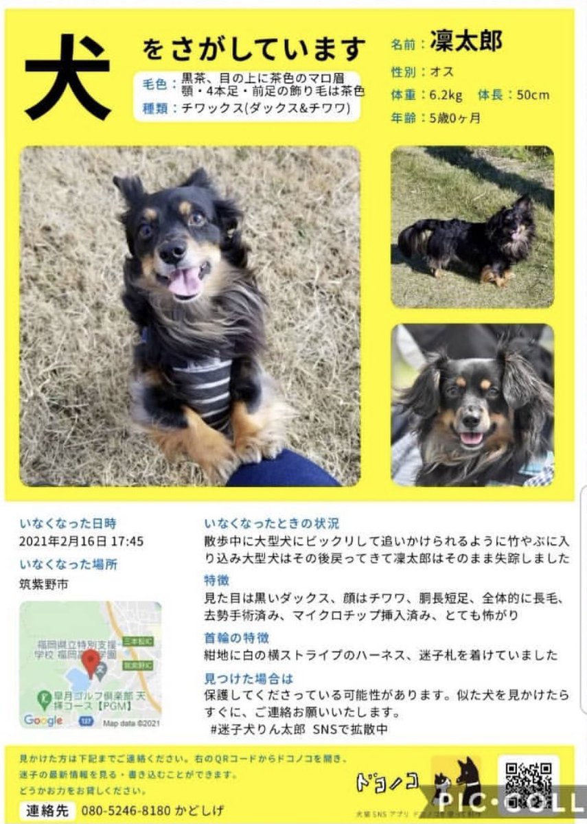 rintaro_maigo's tweet photo. #迷子犬 りんたろうくんを探しています！
・2/16 福岡県筑紫野市で迷子
・チワワとダックスのミックス

#迷い犬 #トリミング #動物病院 #ドッグサロン #チワックス #筑紫野 #二日市  #朝倉街道 #小郡 #太宰府 #大野城 #筑前町   #春日市 #博多 #迷子 #鳥栖 #基山 #那珂川  #久留米 #佐賀 #熊本 #大分 https://t.co/iylBeTFBhG
