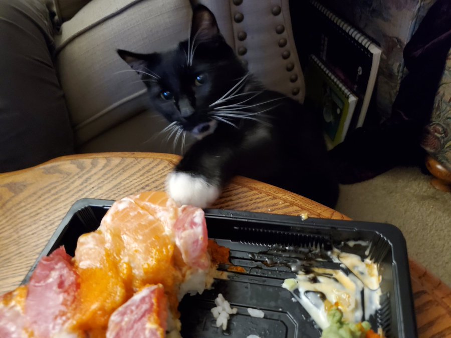 Cat begging for sashimi
