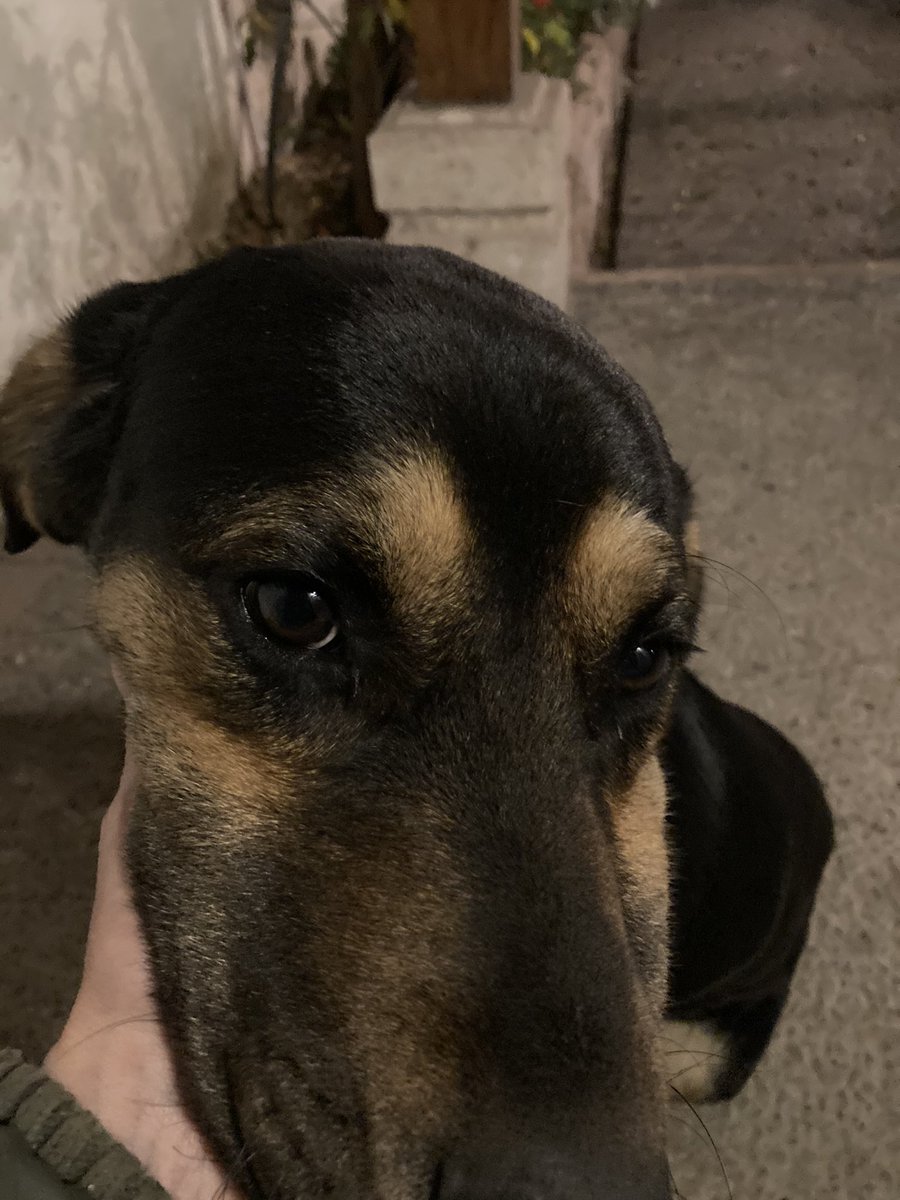 macavas's tweet photo. Mi Chase busca casa, por razones ajenas a mi voluntad, no puedo tenerlo mas, es un perrito de un año y seis meses aprox. Es regalón y buen cuidador, está acostumbrado con adultos, lo regalo con sus vacunas al día, castrado, con casa, platos,etc. Para cuidarlo y quererlo https://t.co/0UXgoz4XdX