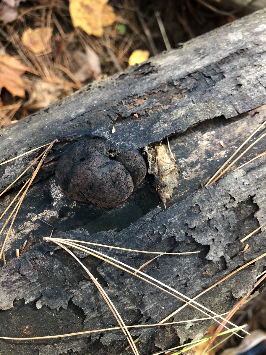 Ms_MacMillan_'s tweet photo. We celebrated #TakeMeOutsideDay, but we learn outside everyday at @PVWPanthers! Our mission was to find wolf’s slime mould and we were successful! @RCDSB https://t.co/IIwb7nYP9I