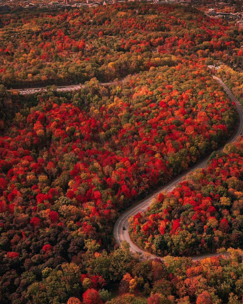 Mon Montréal tweet media