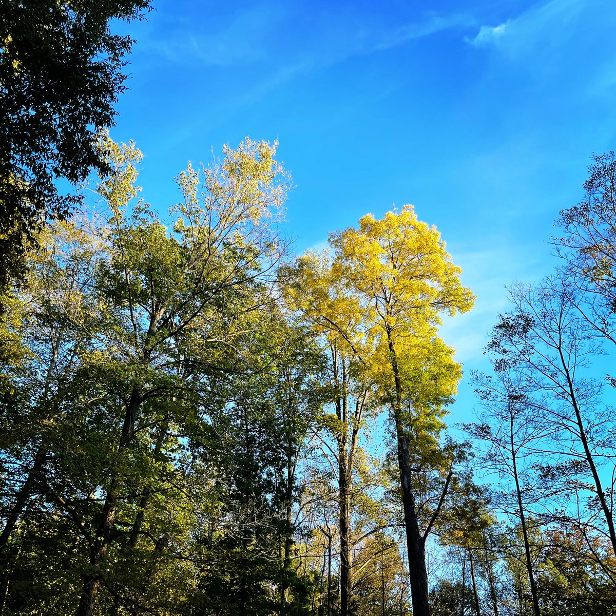 Falling for fall! #fall #leaves