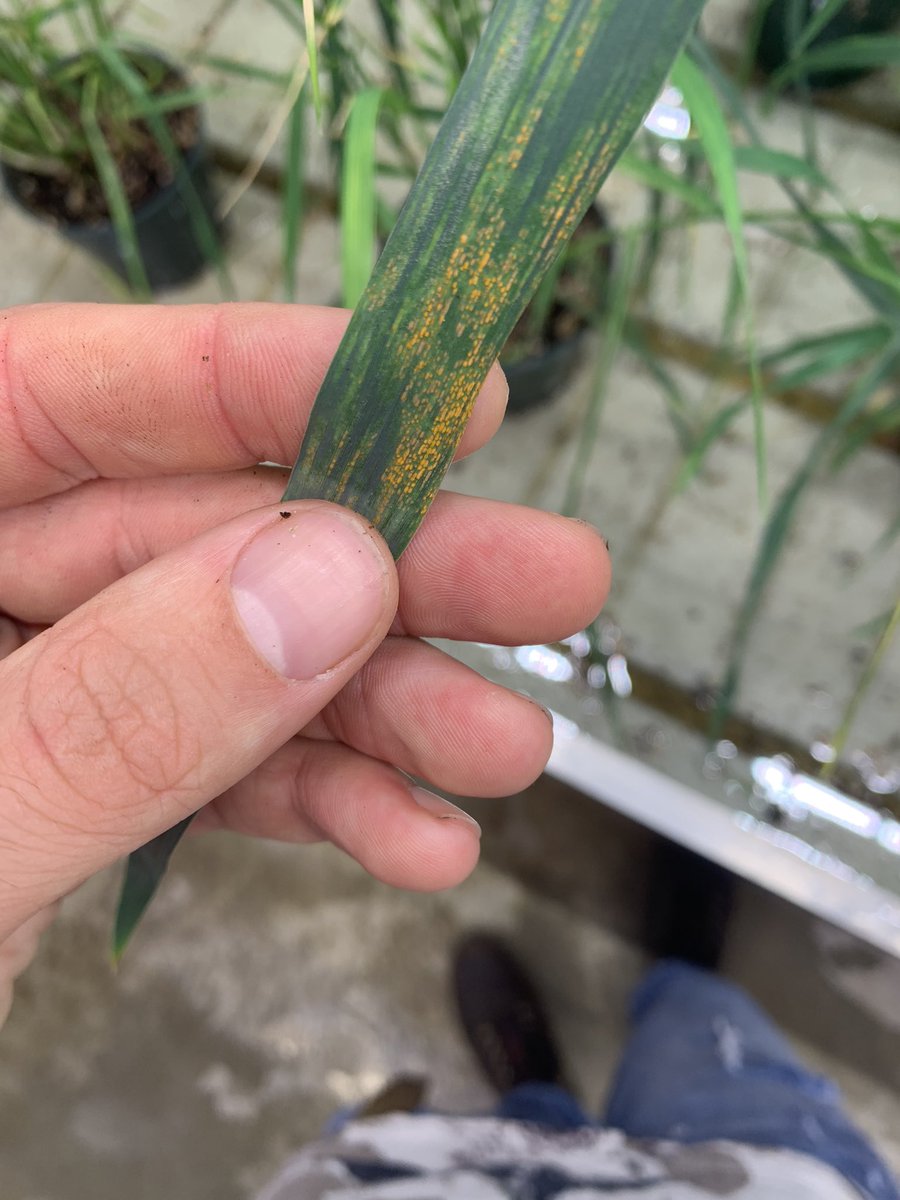 VFetterley's tweet photo. Sing of PST means first attempt at innoculation in greenhouse was successfull! #striiformis #wheat https://t.co/uEcqlzoUEA