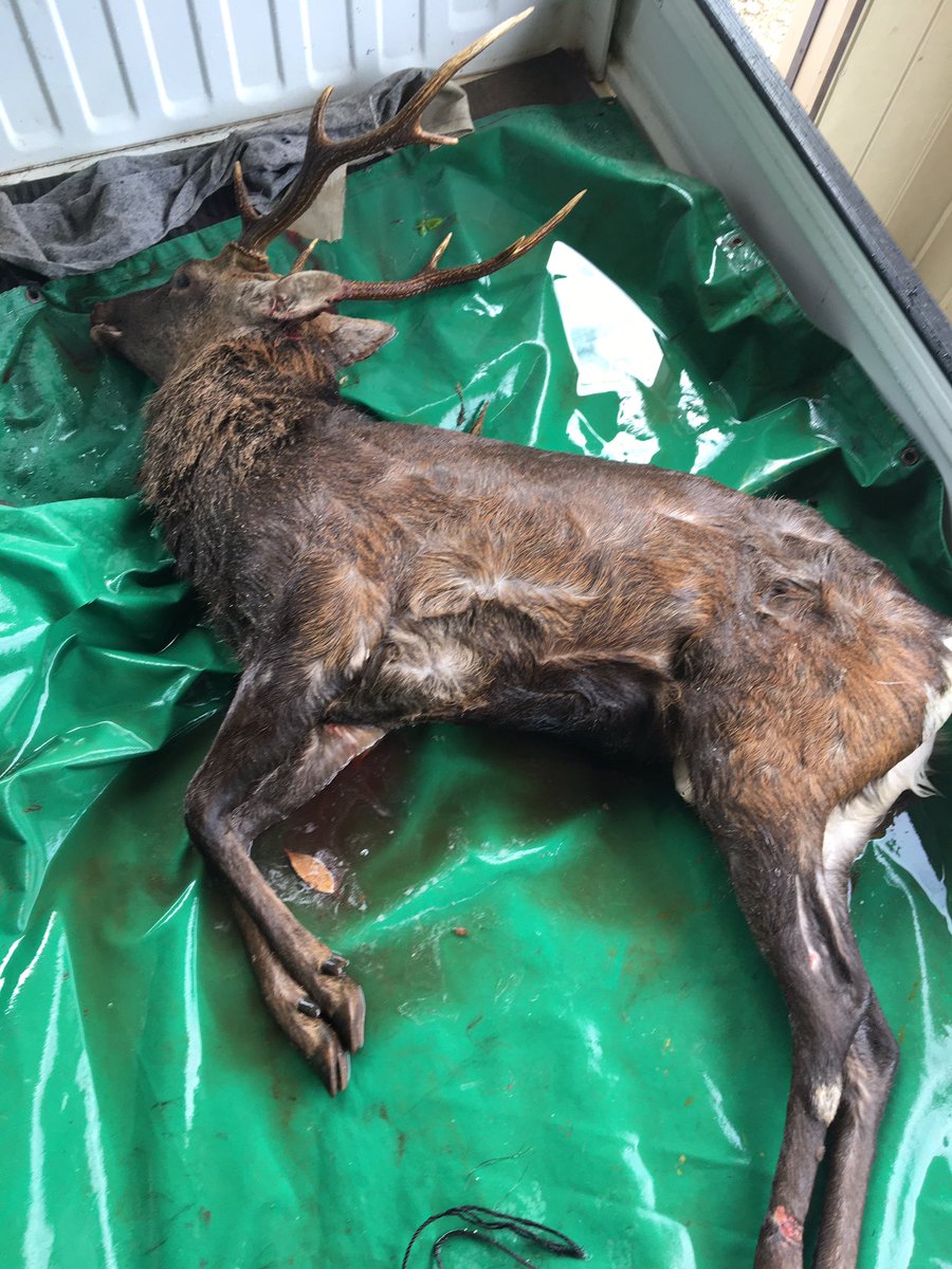 BunkaCyoBakkas's tweet photo. I hunted a deer by traps. https://t.co/jtXc8xLlrS