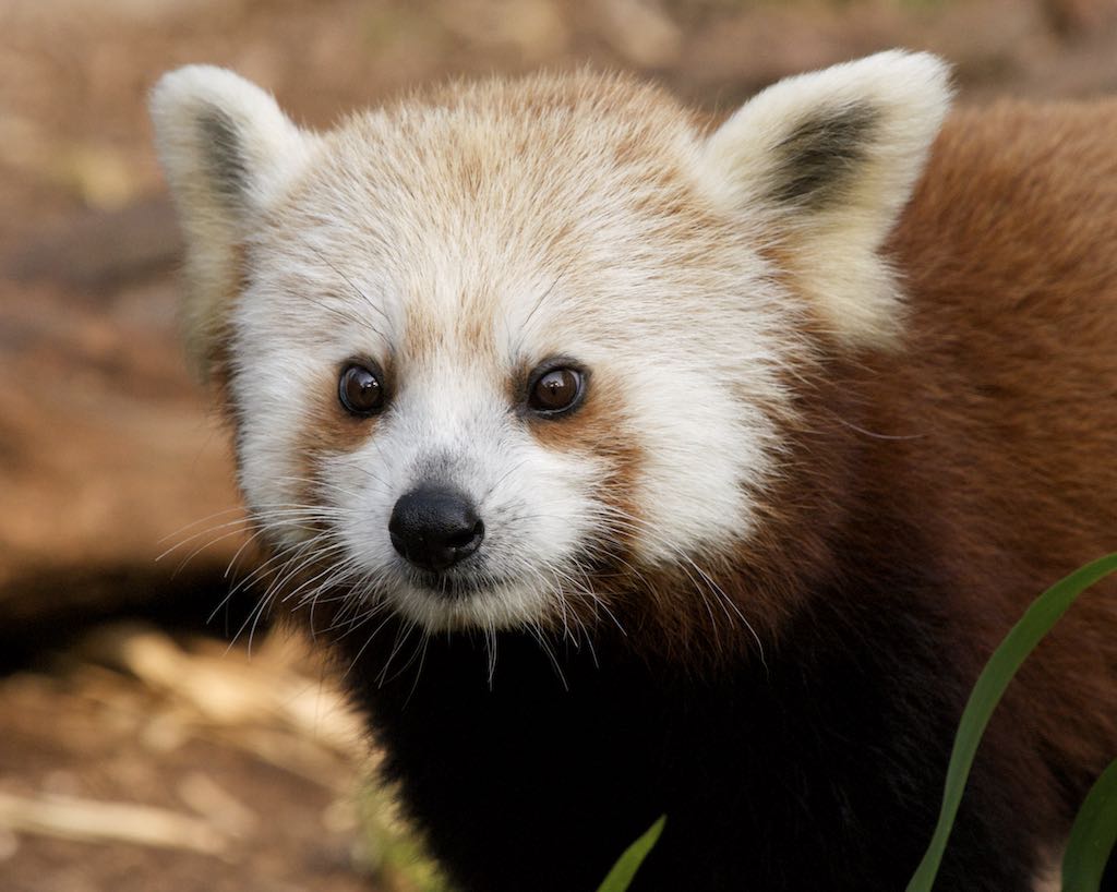 WombatDrool's tweet photo. In the 19th century, the French declared the Red Panda to be the most beautiful mammal. Sadly, they also think Jerry Lewis is a genius. #wombatdrool #joesmovement https://t.co/LAkKAurW16 https://t.co/Cdu85Ya5Jx
