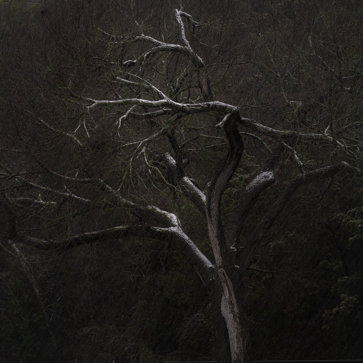 HawkerPhoto's tweet photo. @BraydenCreation Snow in Texas. https://t.co/4nO7LCJa4o