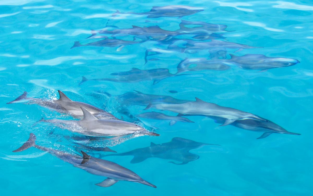 Dolphin Star tweet media