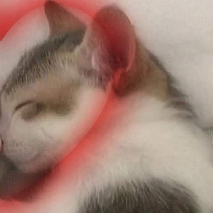 luvinsafe's tweet photo. Gatitos amorosos para usar <3 https://t.co/96MhJPFVgZ