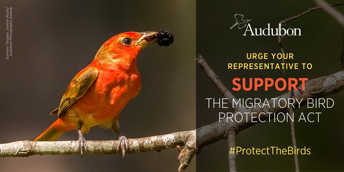 audubonsociety's tweet photo. The Migratory Bird Protection Act would protect vulnerable bird species as well as beloved backyard birds. Speak up today and urge your Representative to #ProtectTheBirds: https://t.co/dpyitQKq6A https://t.co/2WvS6zokpr