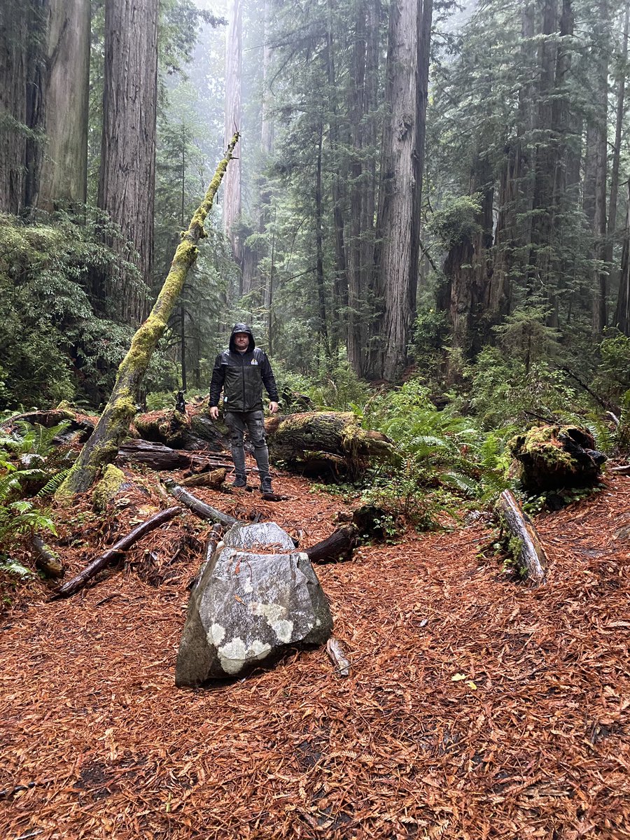 MarkAlberici's tweet photo. Redwoods https://t.co/cStrIQLv2x
