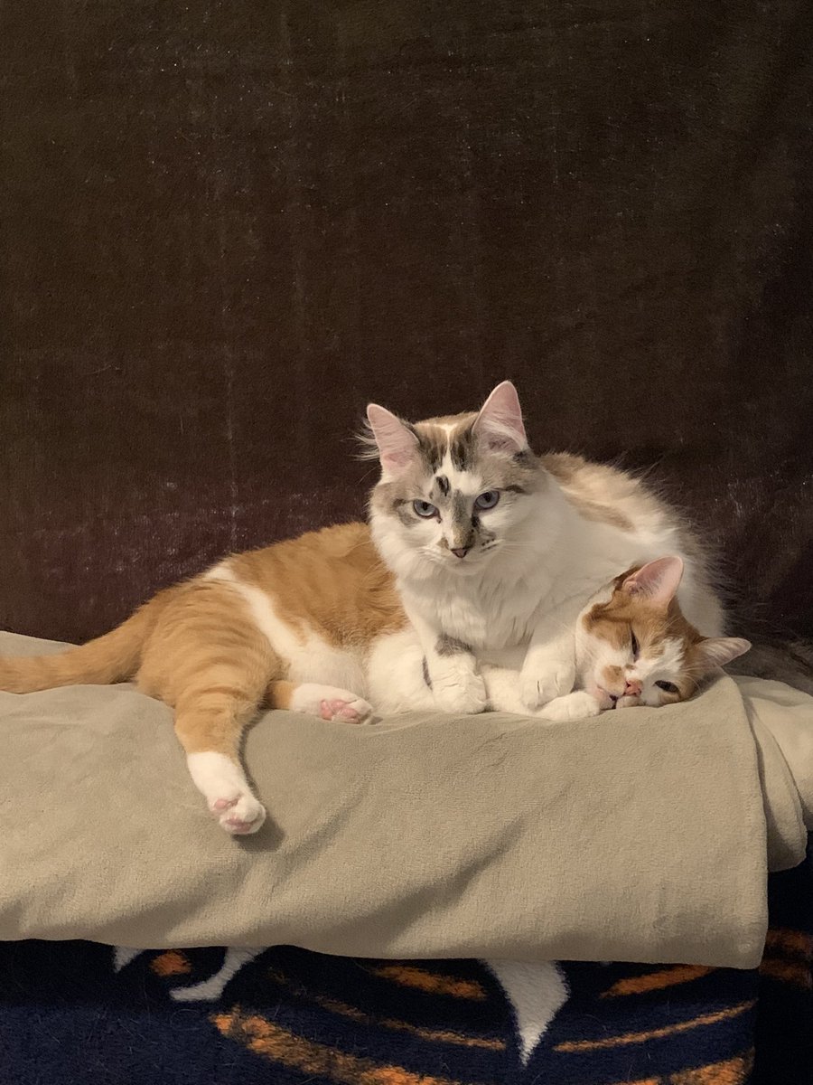 rileyging's tweet photo. Last month my cat disappeared. A week ago I found him and brought him home. Today my cat came back. Now I have two identical cats. https://t.co/xmZ7J45pSj