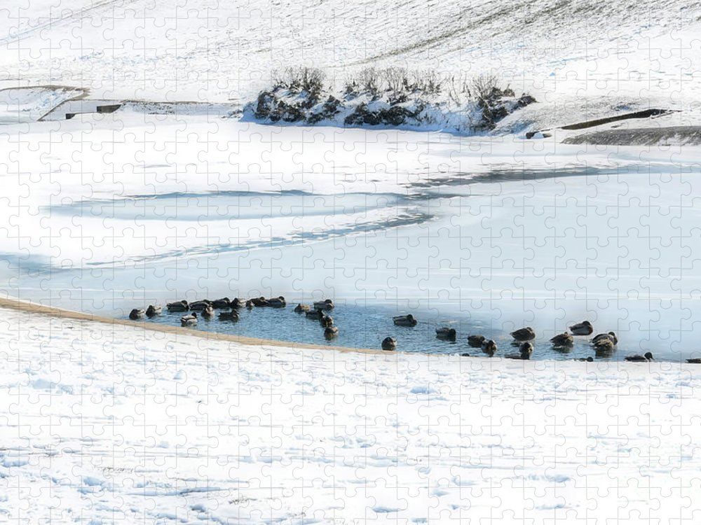Diana Mary Sharpton (@dianamsharpton) on Twitter photo Texas Mallards Huddle #TexasWinterStorm2021 #wildlife #snow #wallartforsale #fineartforsale #Richardson #Texas #DianaMarySharpton <a href="/FineArtAmerica/">Fine Art America</a> #fineartphotography buff.ly/3uefaVN buff.ly/37uHnhp buff.ly/2NDBozE buff.ly/3ug2j5l Texas Mallards Huddle #TexasWinterStorm2021 #wildlife #snow #wallartforsale #fineartforsale #Richardson #Texas #DianaMarySharpton <a href="/FineArtAmerica/">Fine Art America</a> #fineartphotography buff.ly/3uefaVN buff.ly/37uHnhp buff.ly/2NDBozE buff.ly/3ug2j5l
